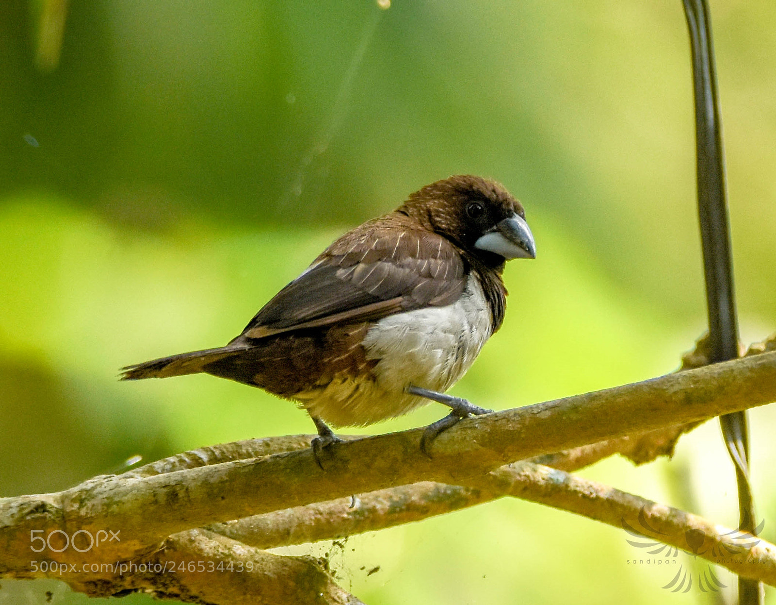 Nikon D7200 sample photo. White rumped munia photography