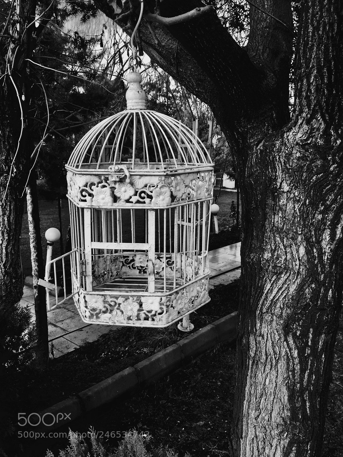 Apple iPhone 6 sample photo. Birdcage photography