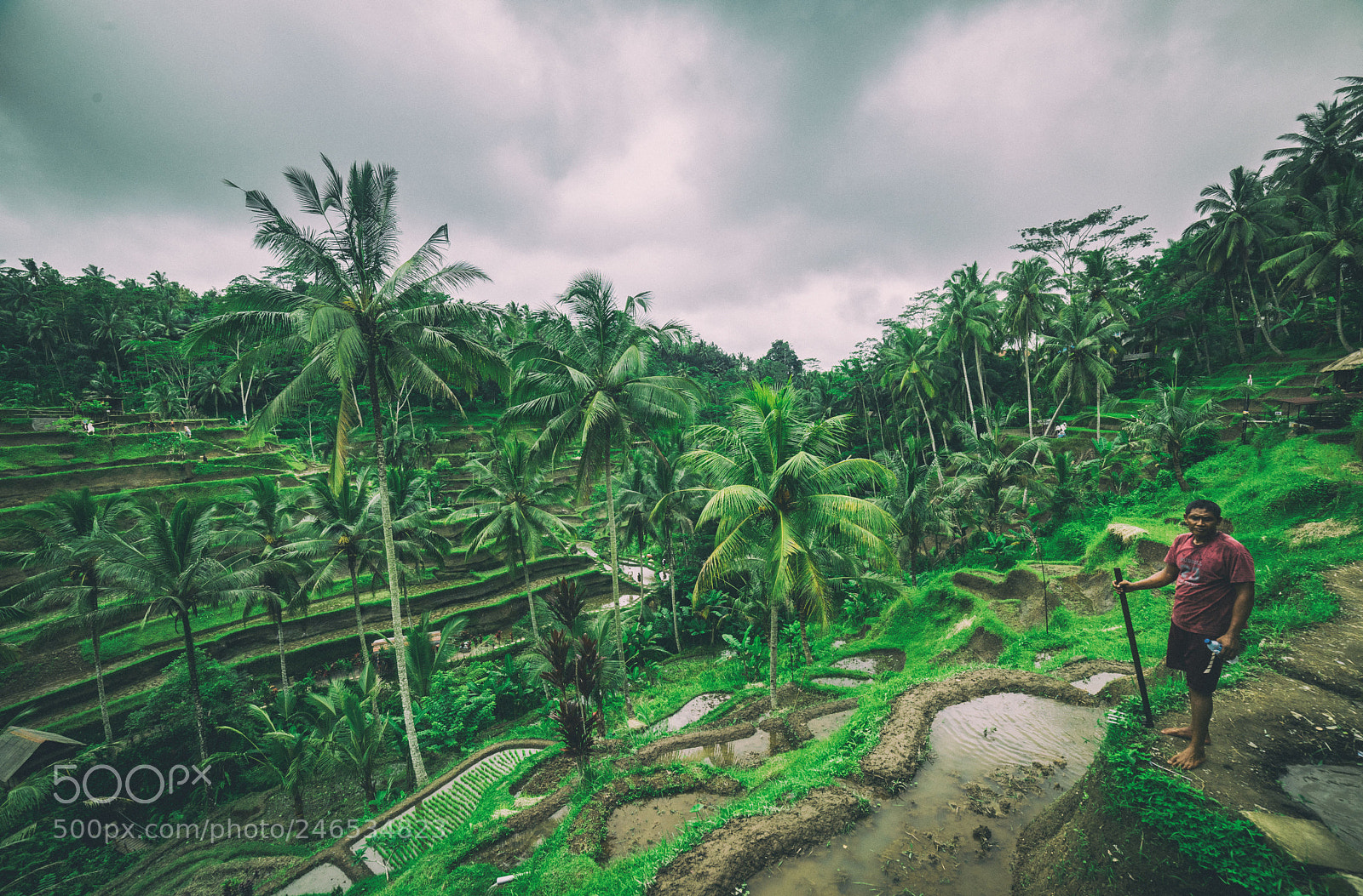 Nikon D810 sample photo. Tegallalang rice terrace photography