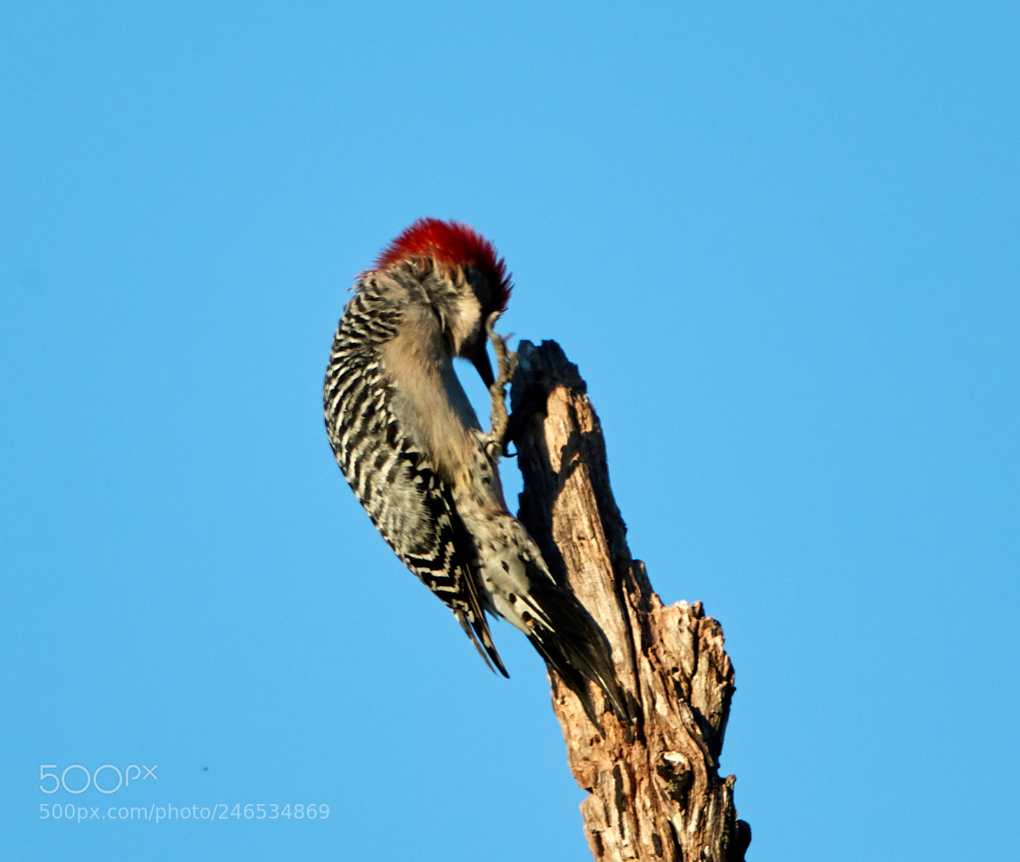 Canon EOS-1D X Mark II sample photo. 02-18-18-0004267.jpg photography