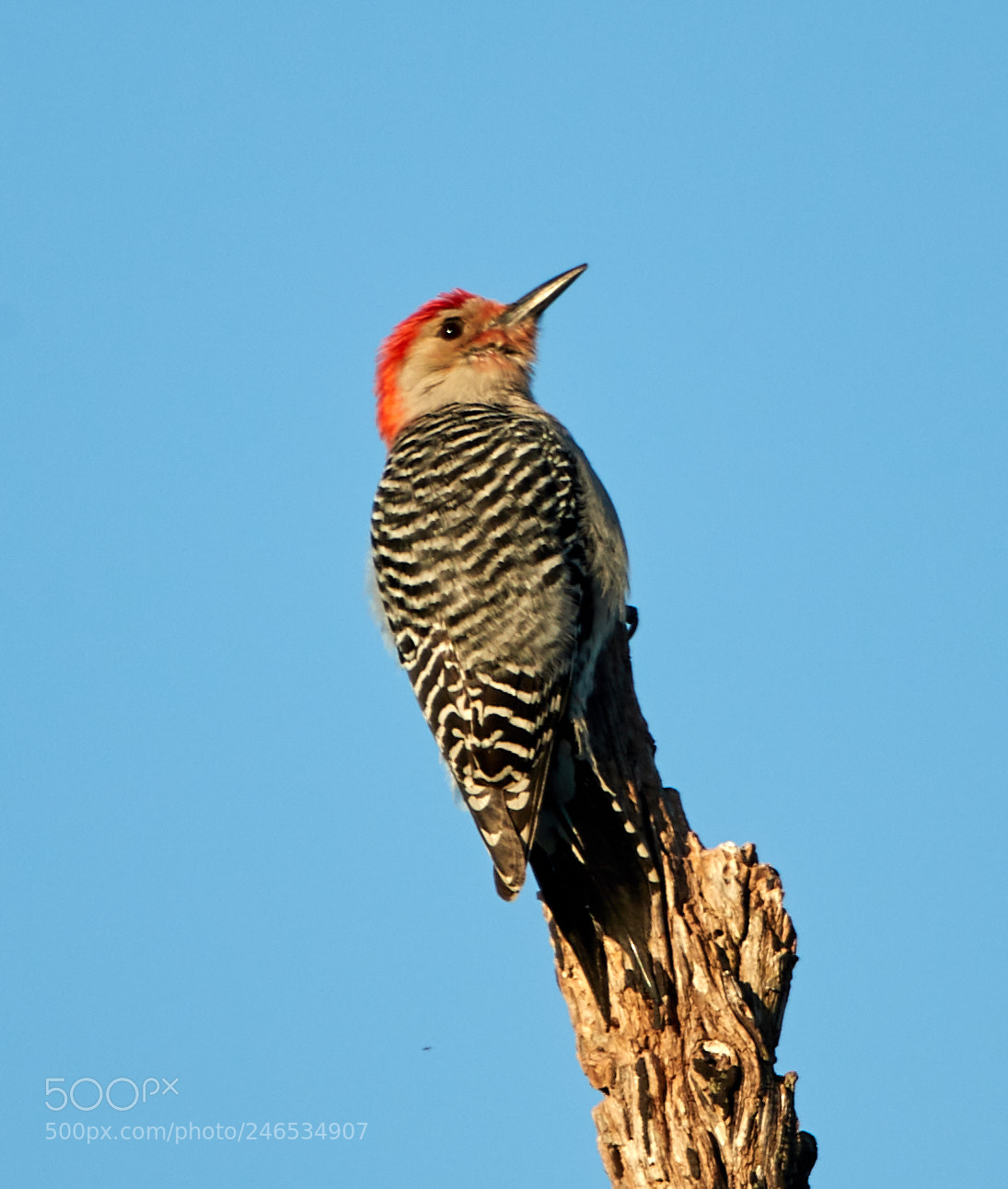 Canon EOS-1D X Mark II sample photo. 02-18-18-0004260.jpg photography