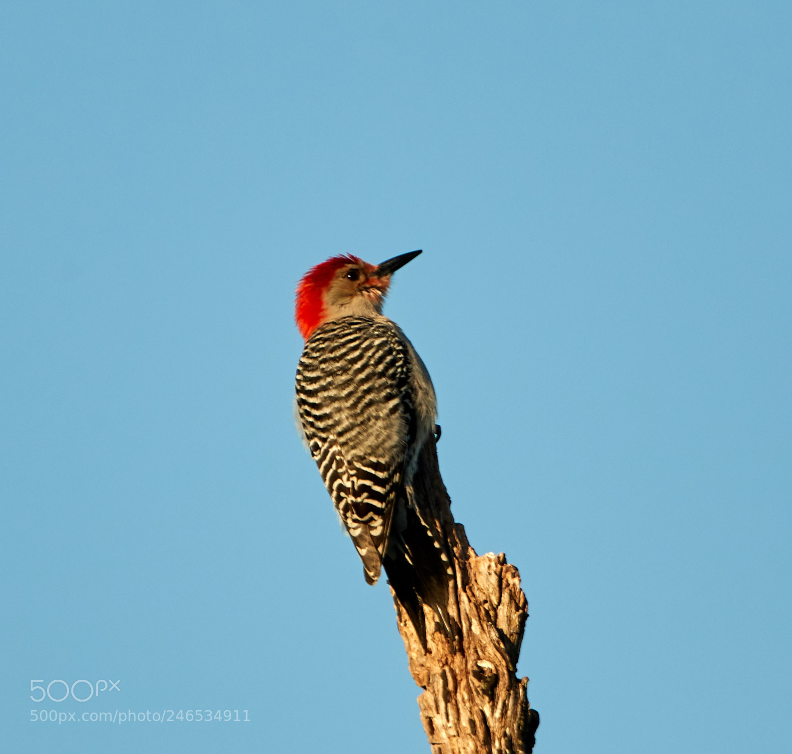 Canon EOS-1D X Mark II sample photo. 02-18-18-0004259.jpg photography