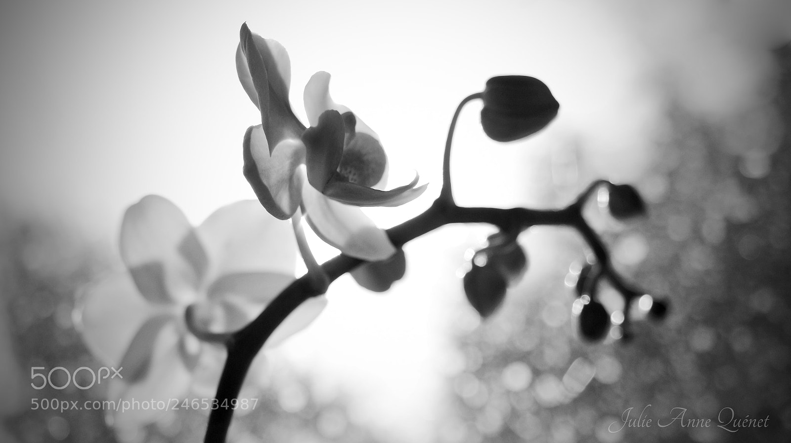 Canon EOS 650D (EOS Rebel T4i / EOS Kiss X6i) sample photo. Folie florale photography