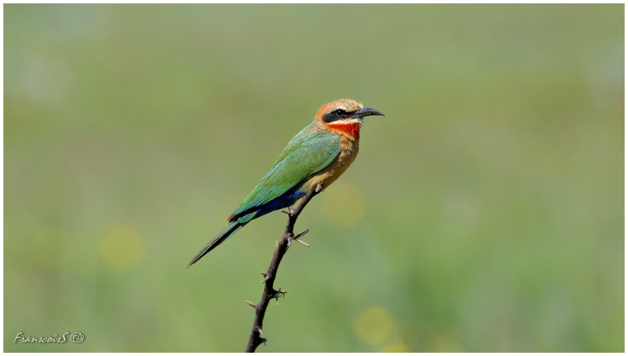 Nikon D7200 sample photo. Whitefronted bee-eater photography