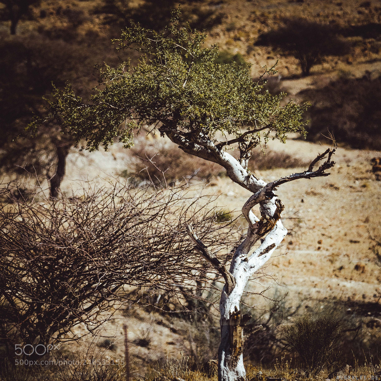 Canon EOS 7D Mark II sample photo. The surreal tree photography