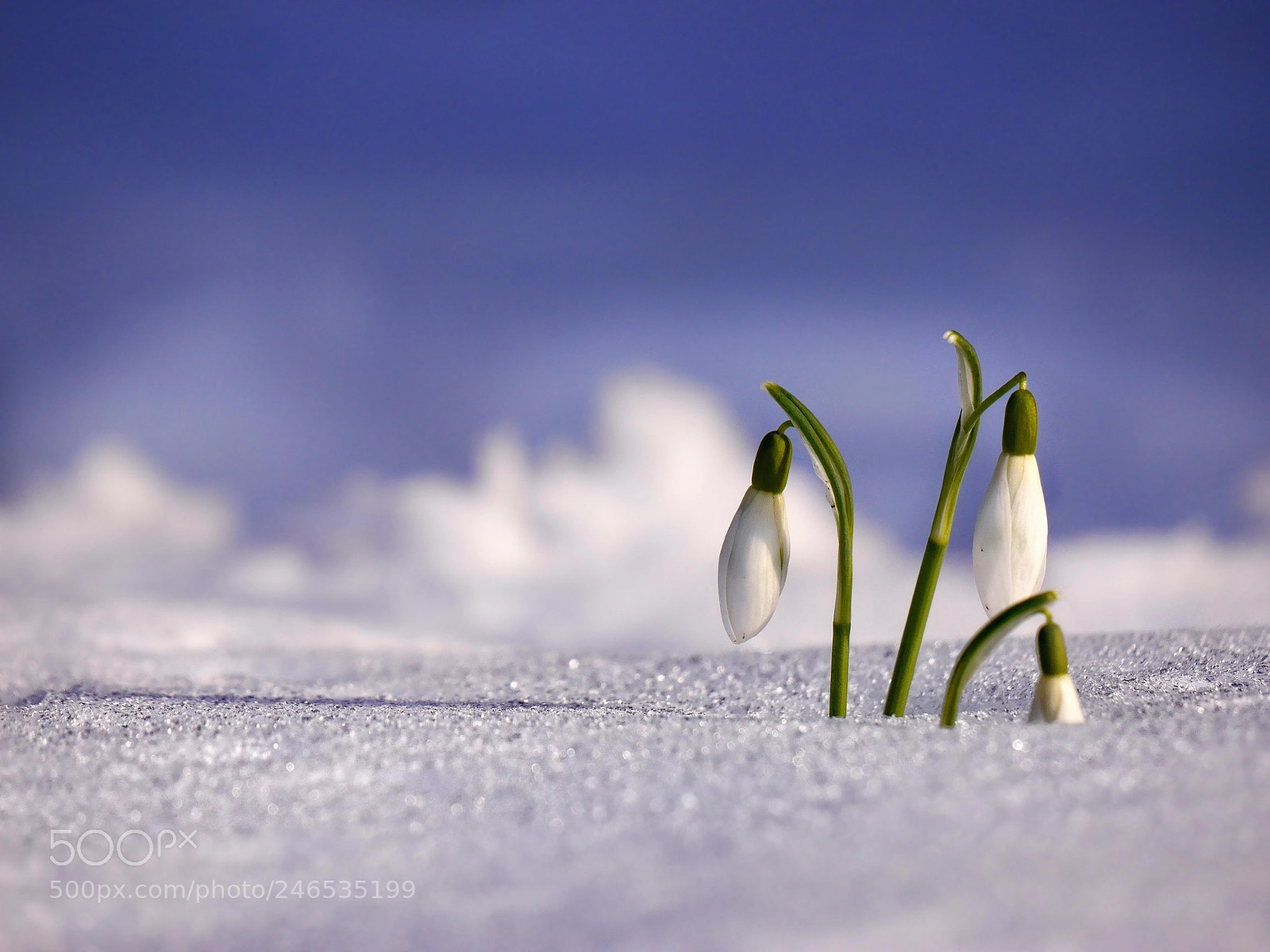 Panasonic Lumix DMC-G6 sample photo. Snowdrops photography