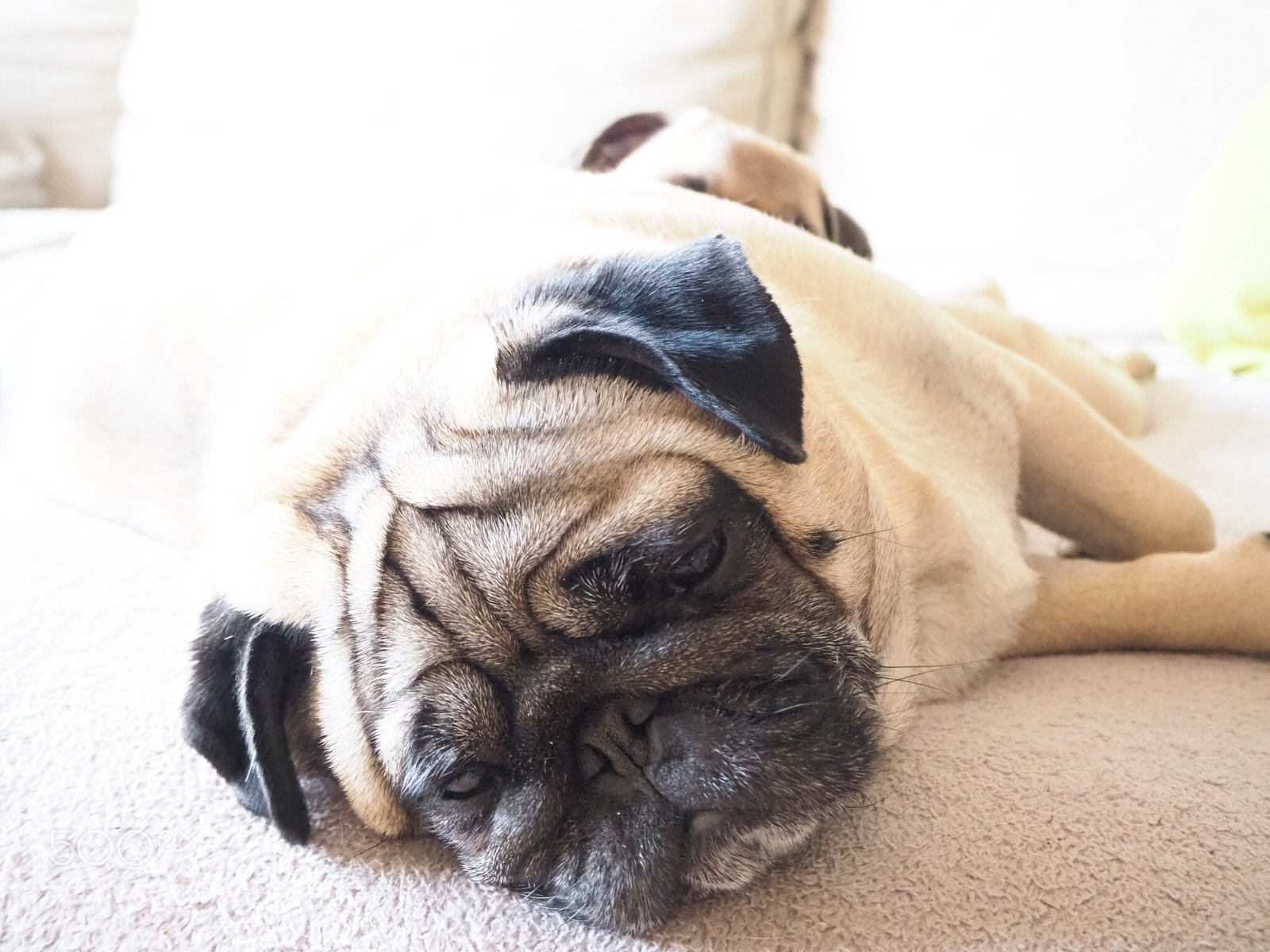 Olympus OM-D E-M10 III sample photo. Nap time photography