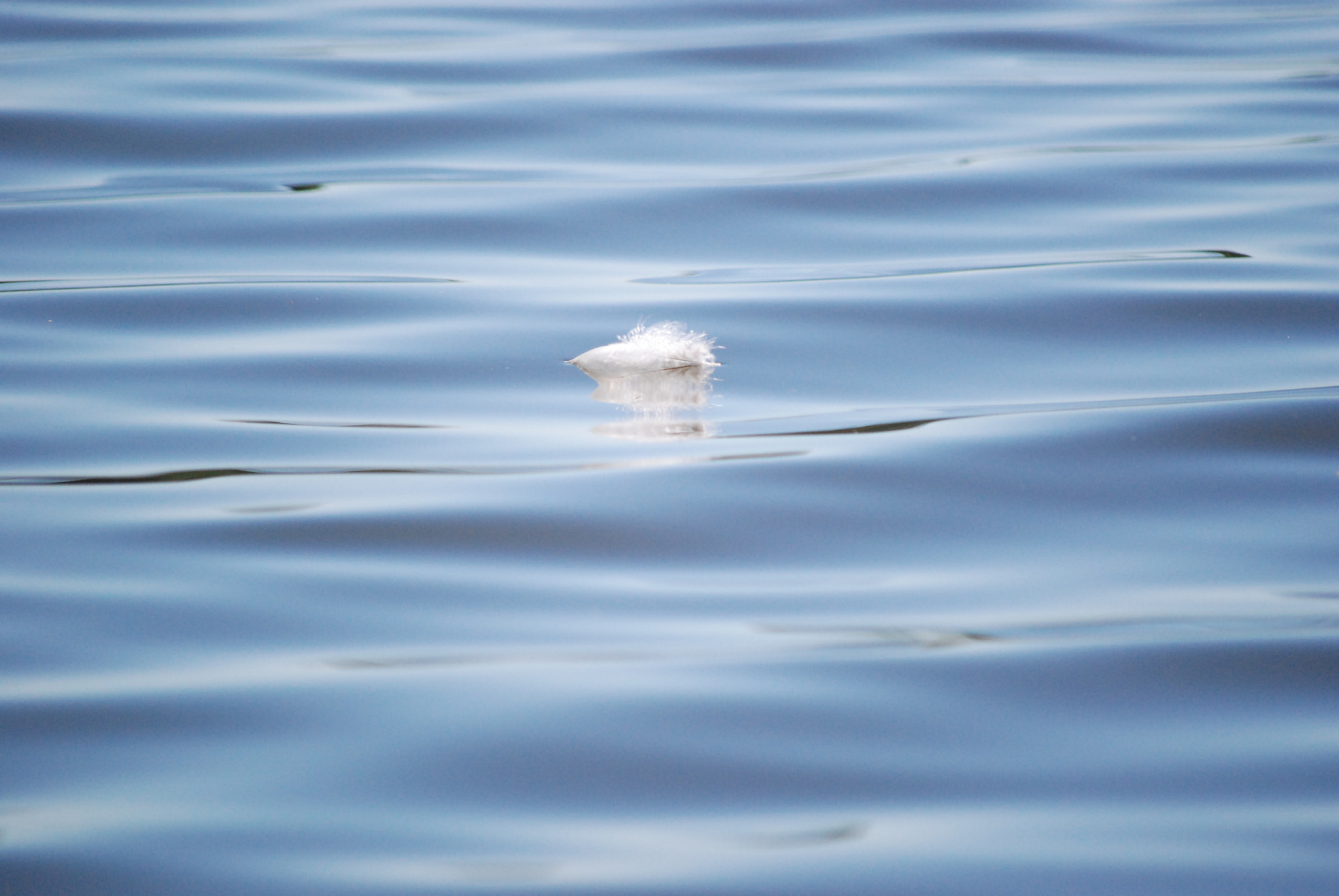 Nikon D80 sample photo. The white feather photography