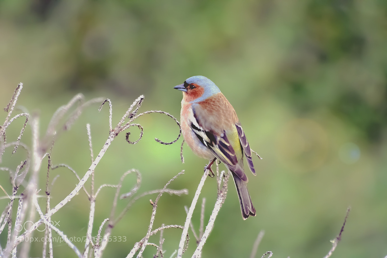 Canon EOS 350D (EOS Digital Rebel XT / EOS Kiss Digital N) sample photo. Chaffinch - ispinoz photography