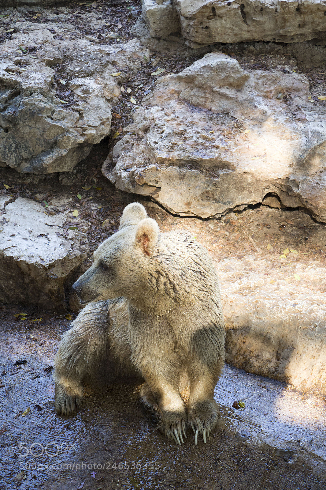 Canon EOS 700D (EOS Rebel T5i / EOS Kiss X7i) sample photo. White bear photography