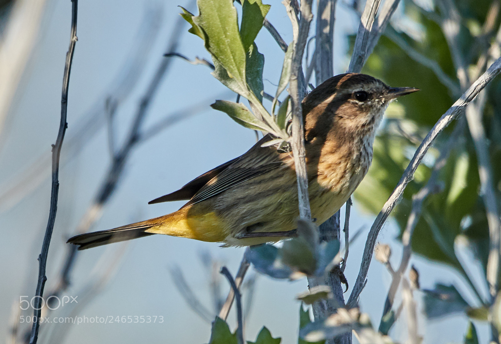 Canon EOS-1D X Mark II sample photo. 02-18-18-0004233.jpg photography