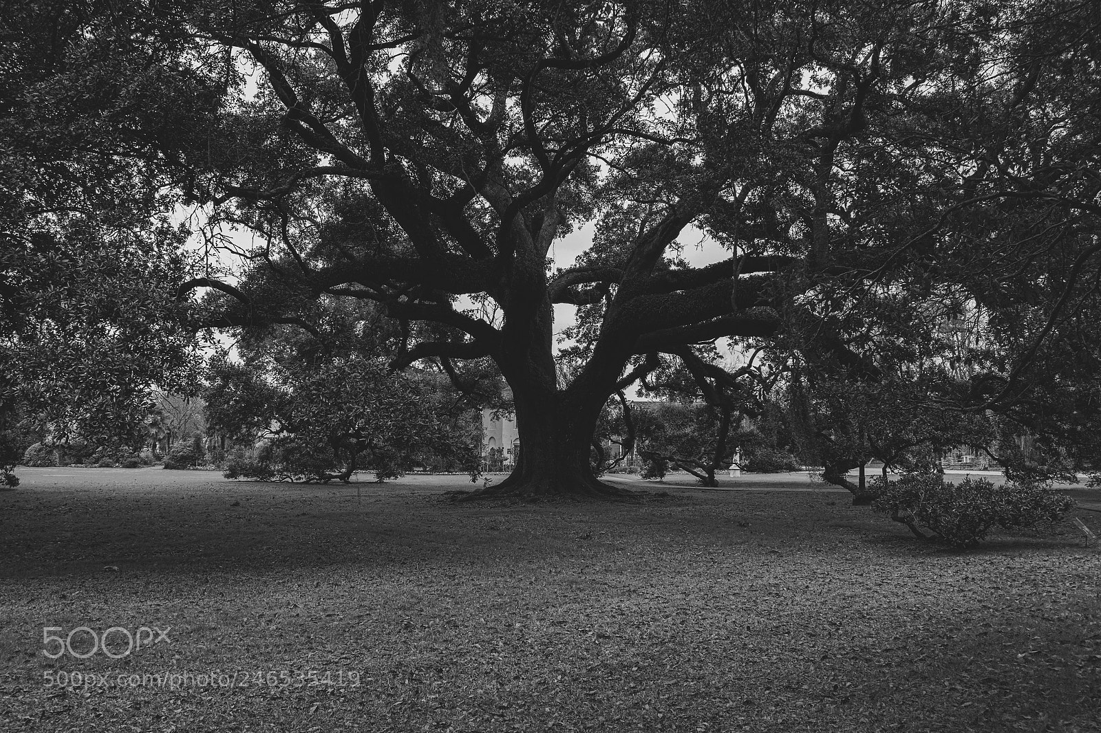 Canon EOS 60D sample photo. Haunted we speak photography