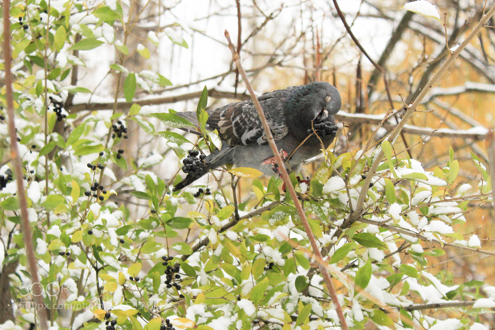 Canon EOS 1300D (EOS Rebel T6 / EOS Kiss X80) sample photo. Зимняя трапеза photography