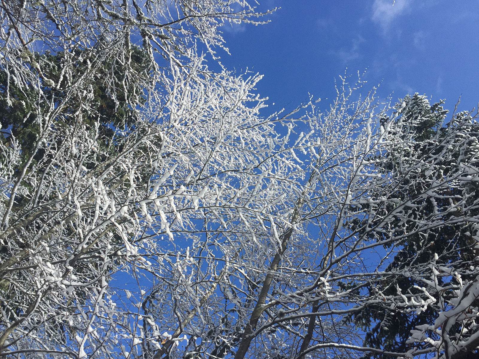 Apple iPhone 6 sample photo. Winter photography