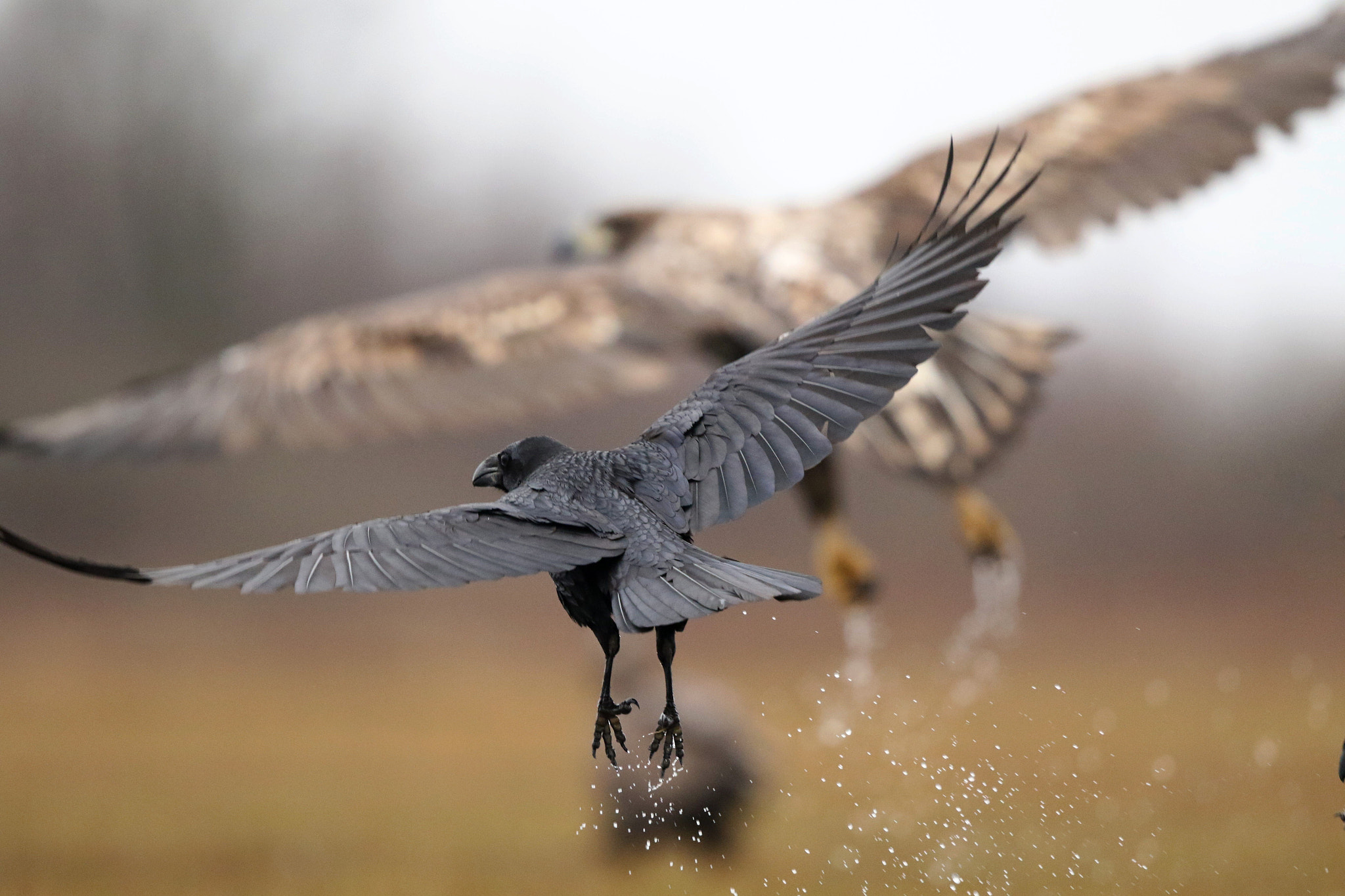 Canon EOS 7D Mark II + Canon EF 500mm F4L IS II USM sample photo. A photography