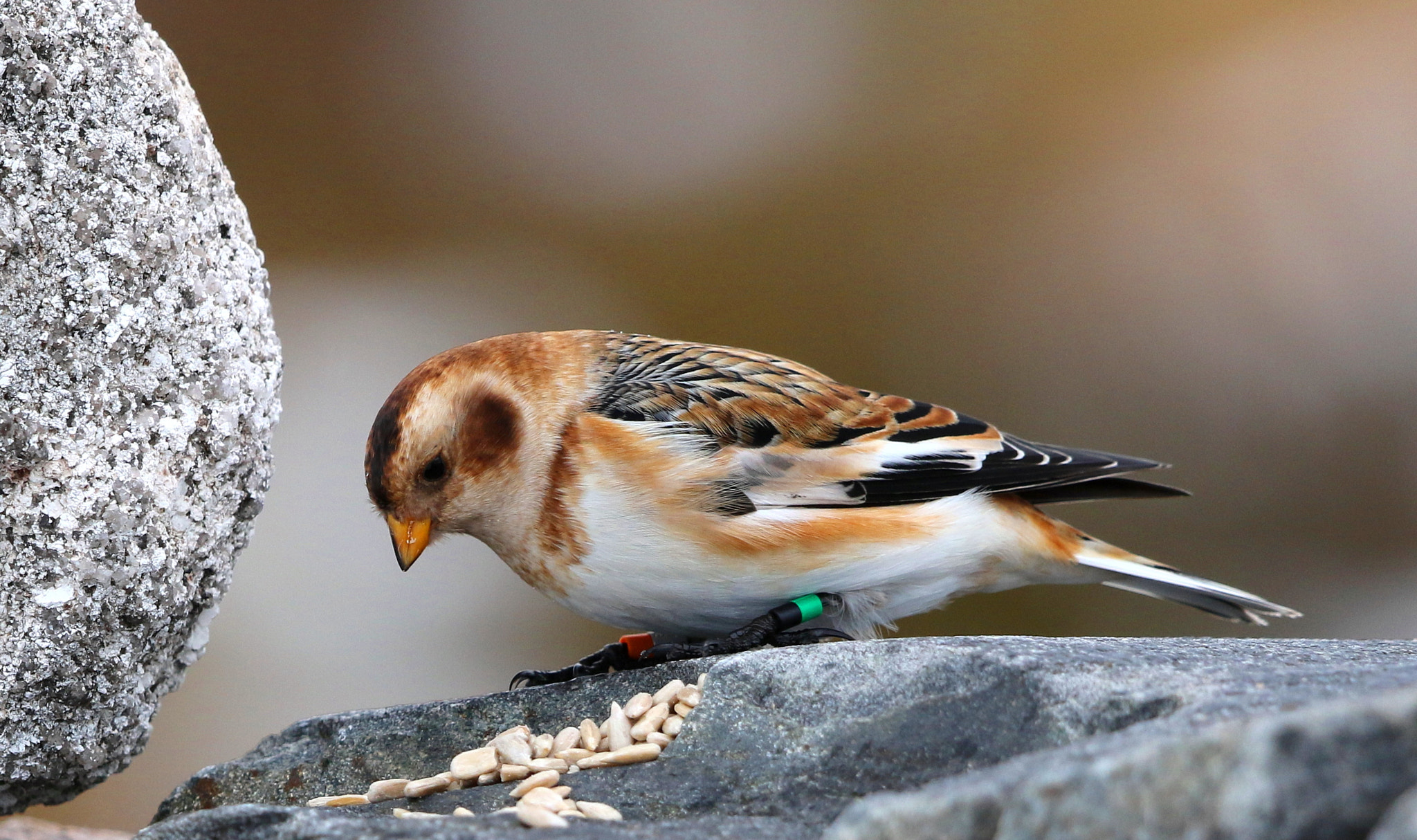 Canon EF 500mm F4L IS II USM sample photo. Ringed snow bunting photography