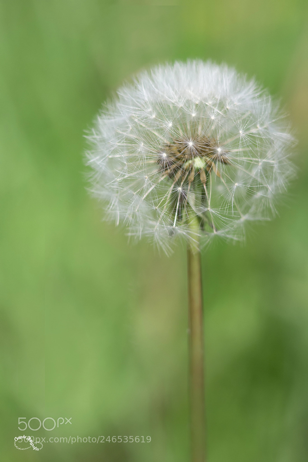 Canon EOS 700D (EOS Rebel T5i / EOS Kiss X7i) sample photo. Taraxacum officinale photography