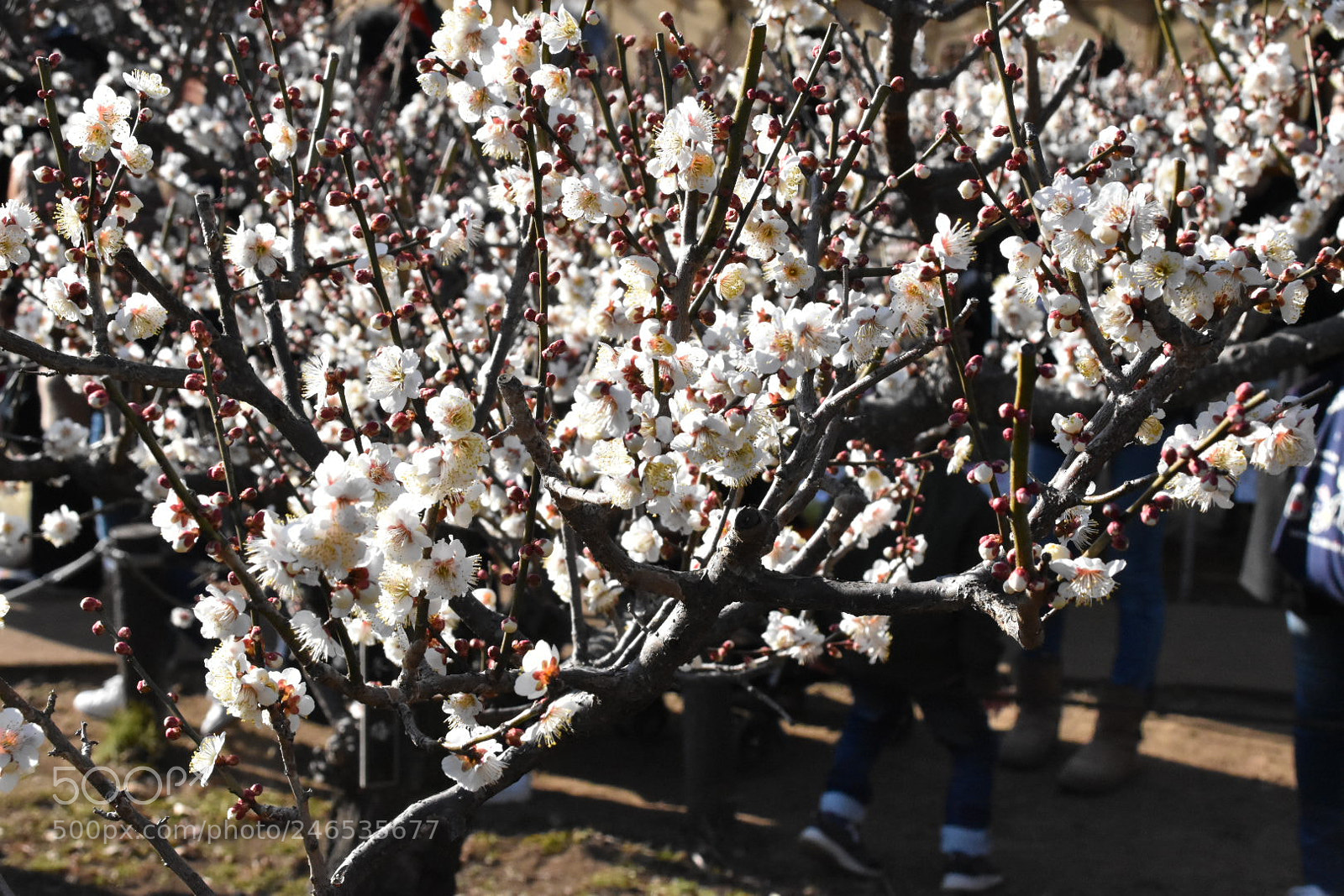Nikon D5600 sample photo. Ume photography