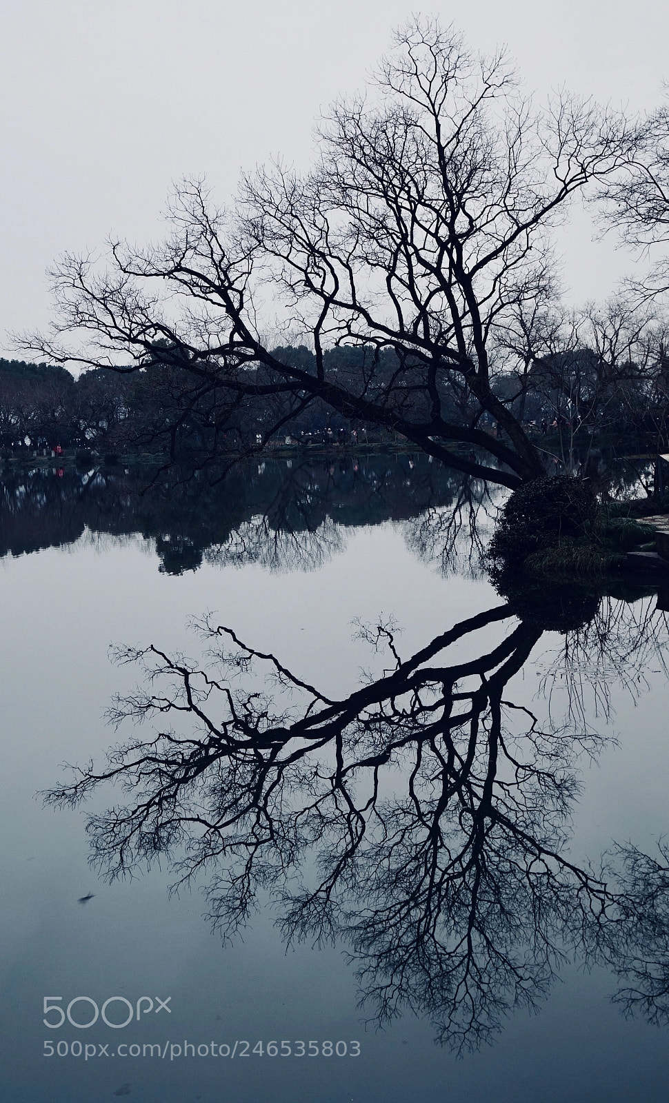 Sony a6500 sample photo. Tree&lake photography