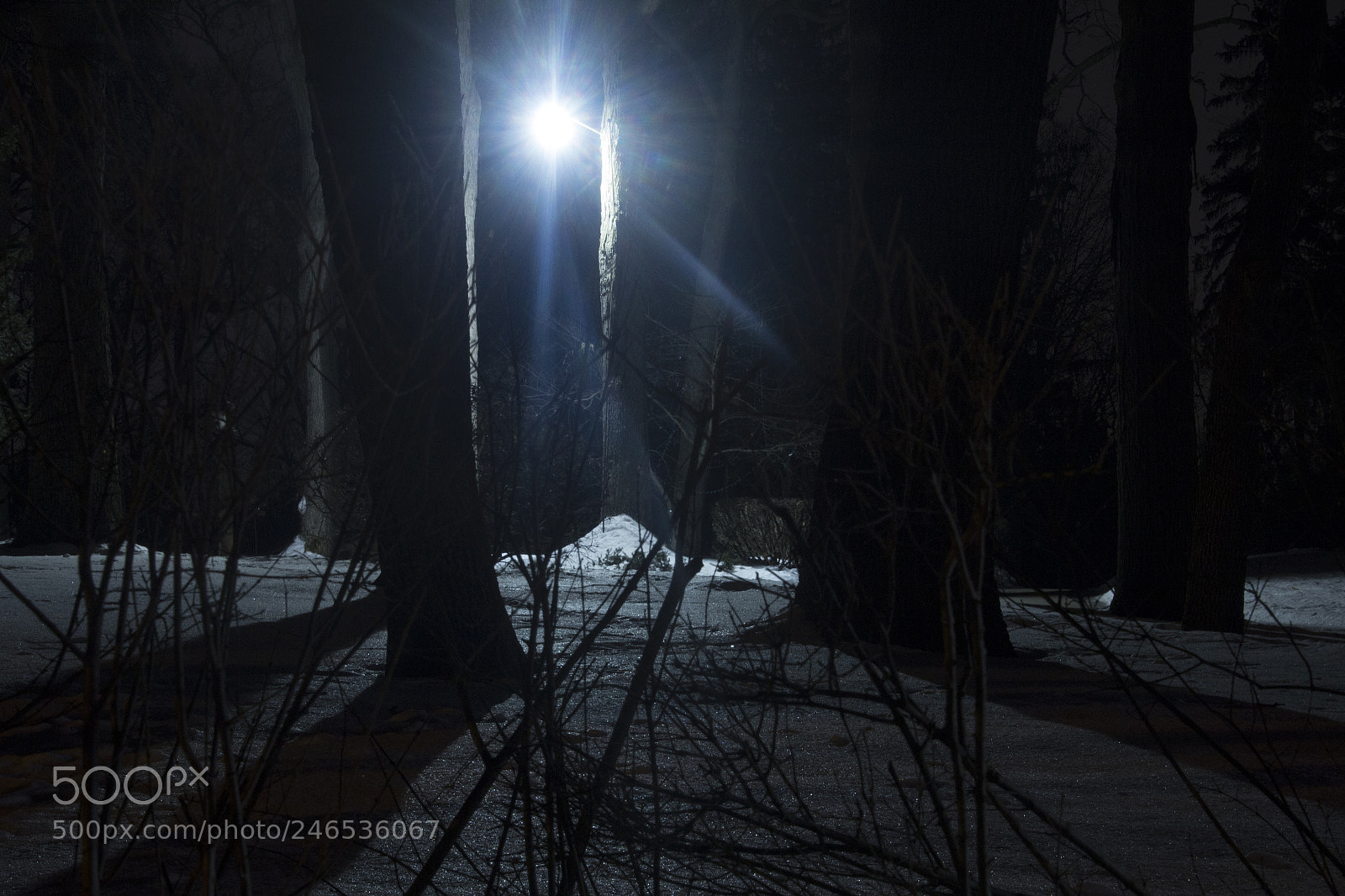 Canon EOS 1200D (EOS Rebel T5 / EOS Kiss X70 / EOS Hi) sample photo. Shadows of trees. photography