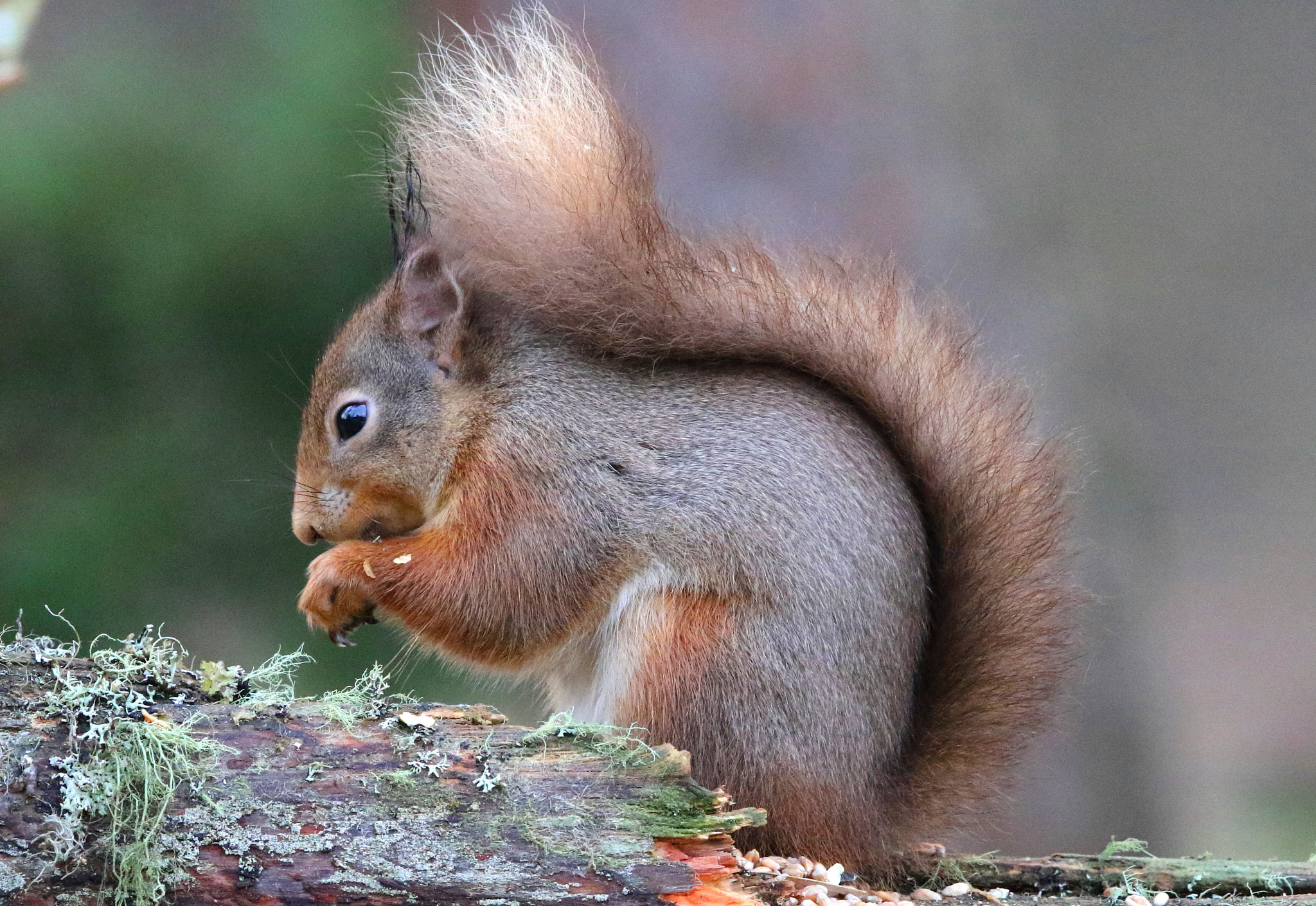Canon EF 500mm F4L IS II USM sample photo. Red squirrel photography