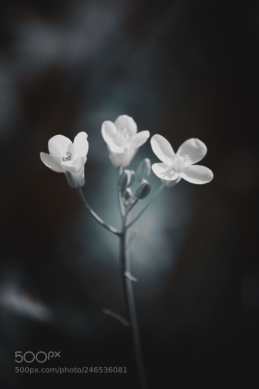 Canon EOS 600D (Rebel EOS T3i / EOS Kiss X5) sample photo. Time to bloom photography