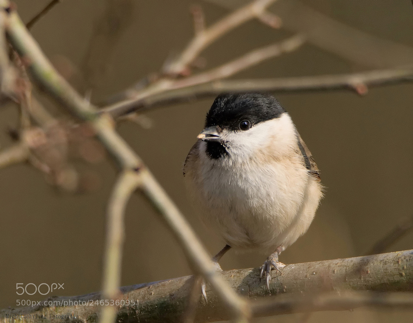 Nikon D7200 sample photo. Sumpfmeise oder nonnenmeise poecile photography