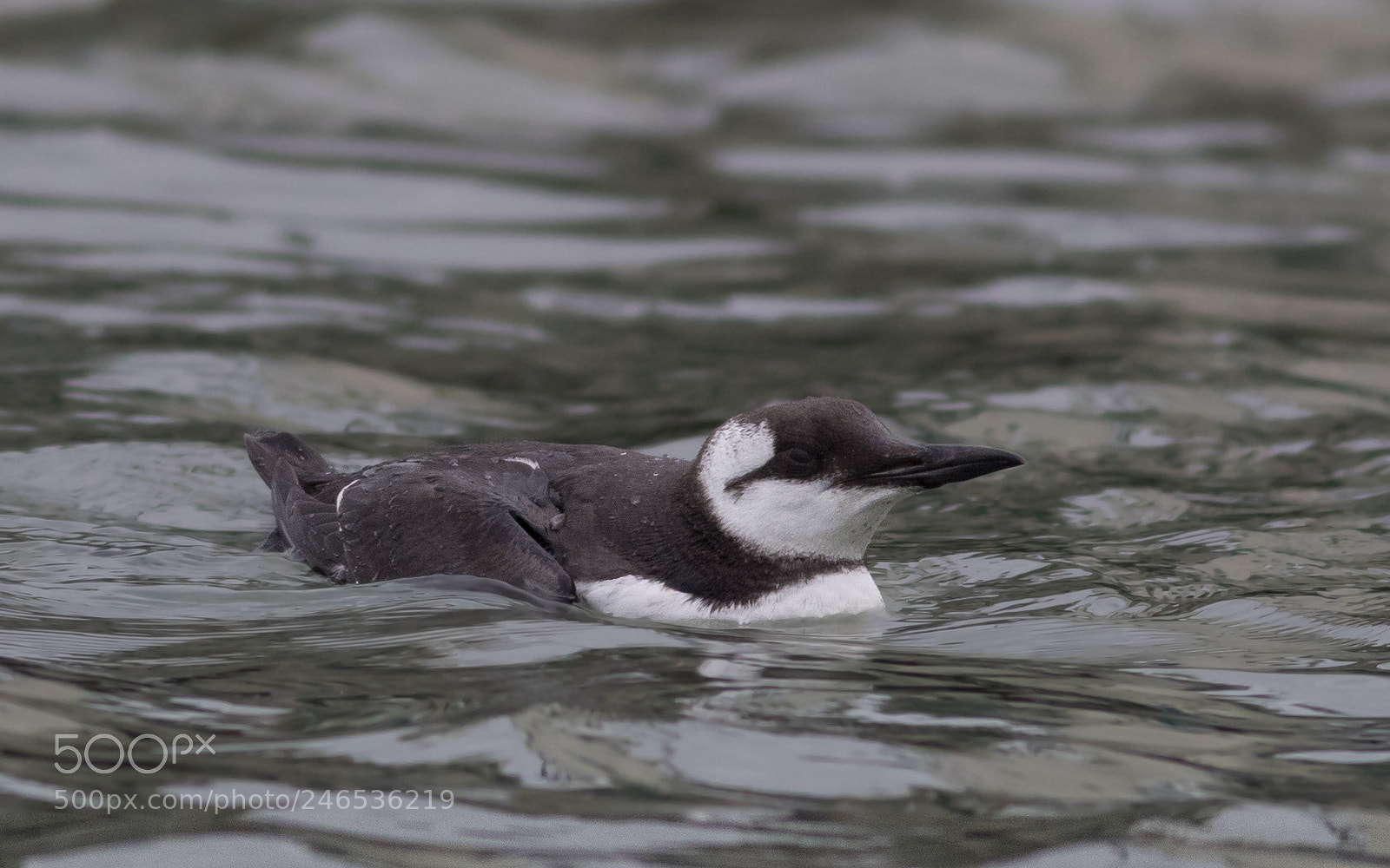 Canon EOS 7D Mark II sample photo. Guillemot photography