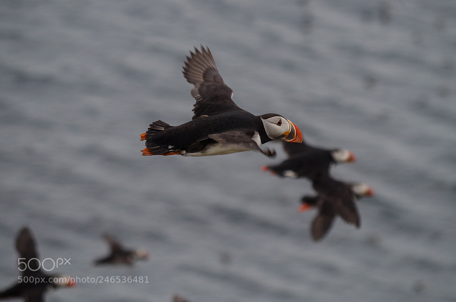 Pentax K-500 sample photo. Flying puffins photography