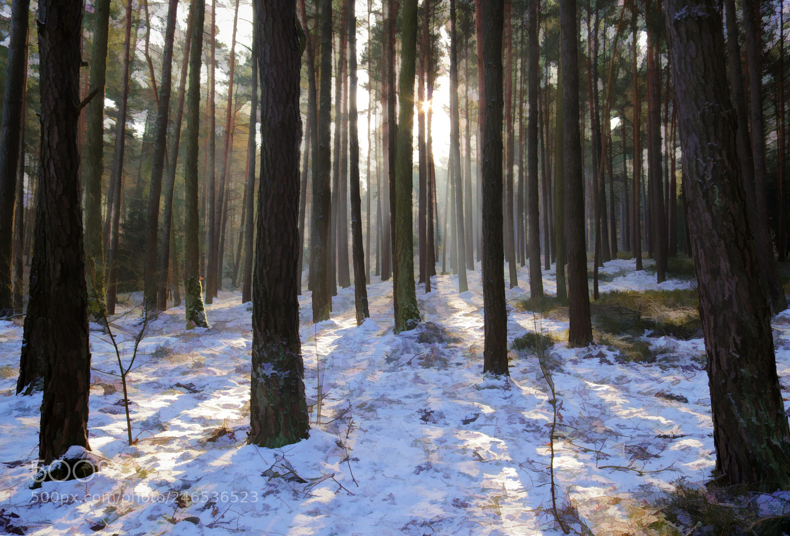 Canon EOS 200D (EOS Rebel SL2 / EOS Kiss X9) sample photo. Winter forest ii photography