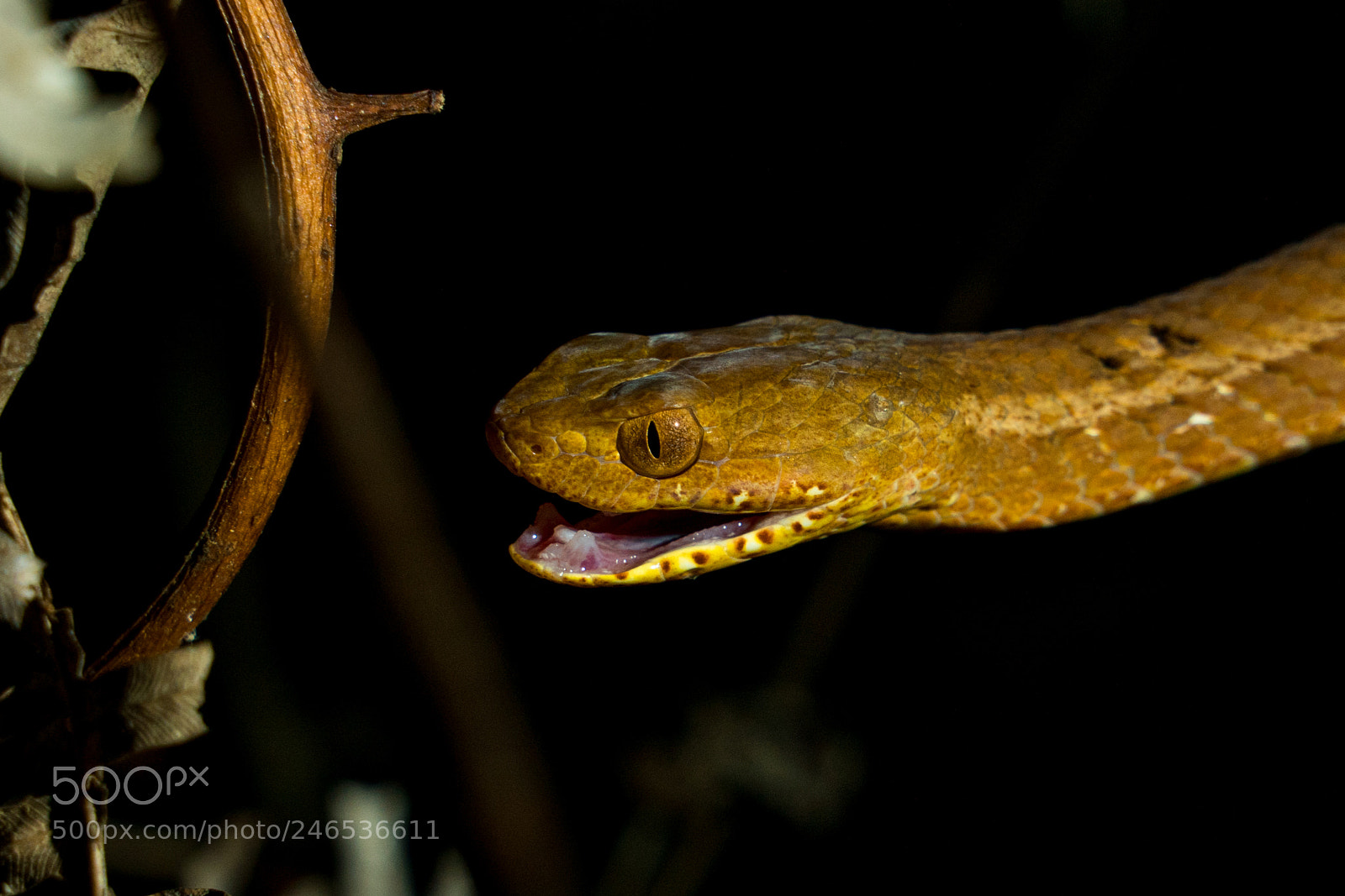 Sony a7R II sample photo. Psammodynastes pulverulentus photography