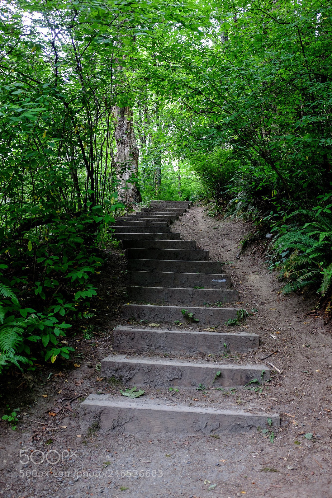 Fujifilm X100S sample photo. Ravenna park, seattle photography