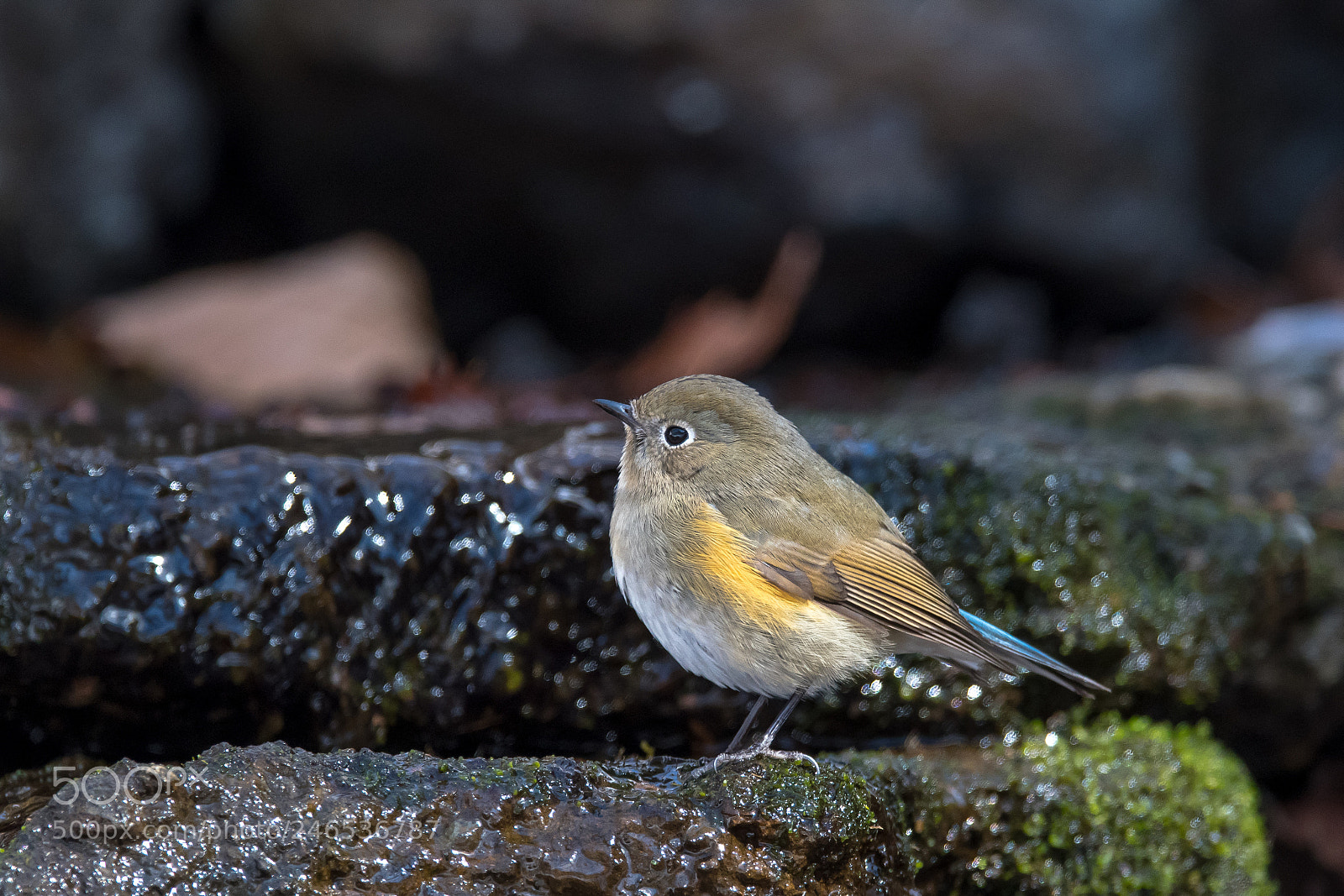 Nikon D500 sample photo. Red-flanked bluetail photography