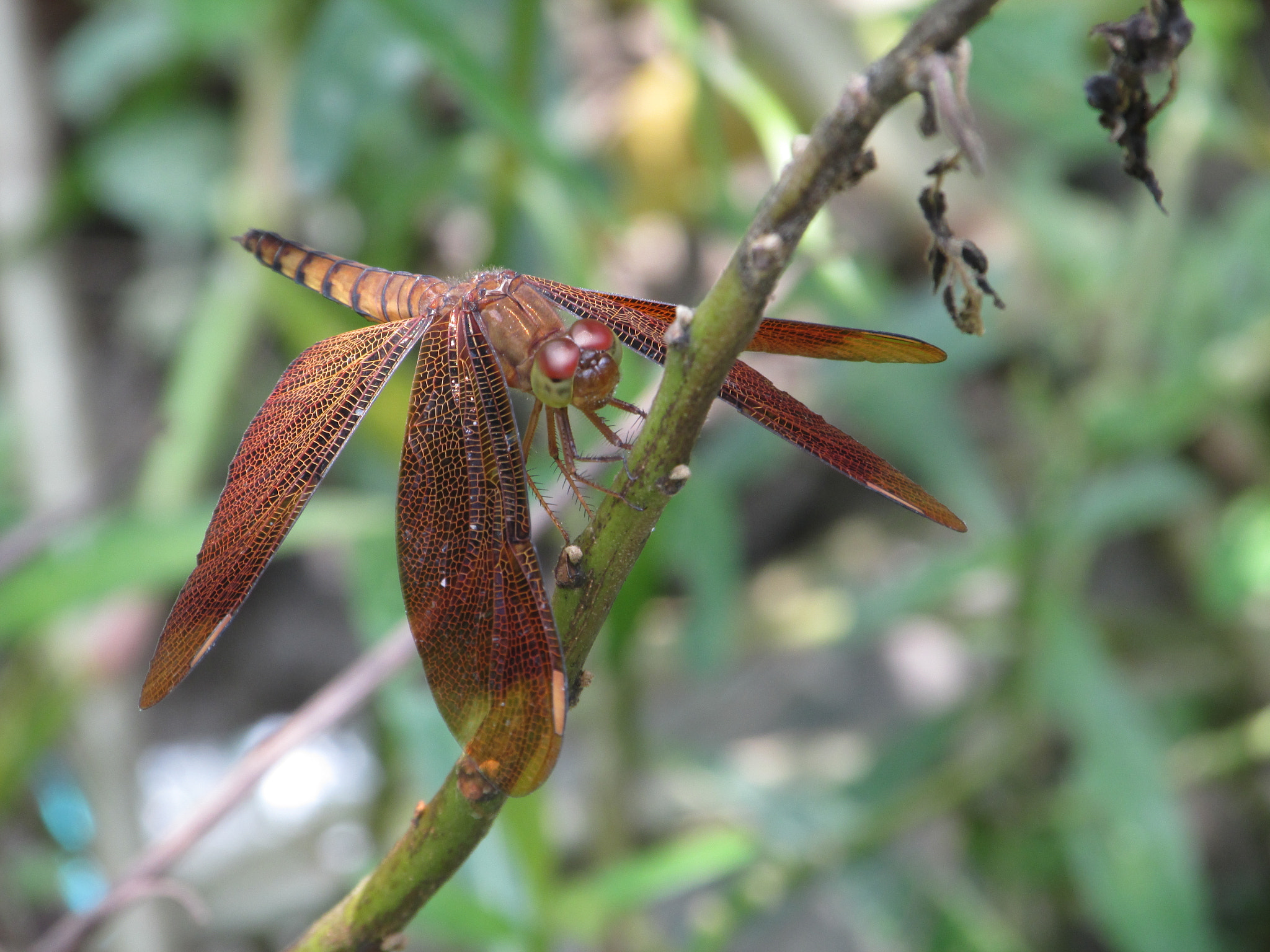Canon PowerShot SX160 IS sample photo. Dragon fly photography