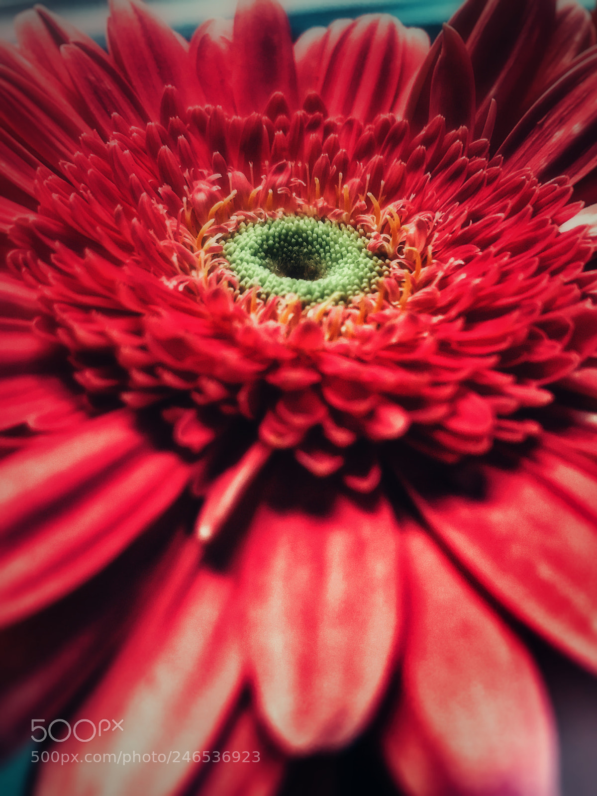 Apple iPhone 7 Plus sample photo. Blooming heart of dahlia photography