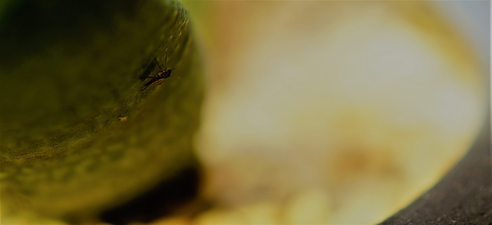 Sony SLT-A58 + Sony DT 30mm F2.8 Macro SAM sample photo. Bichito photography
