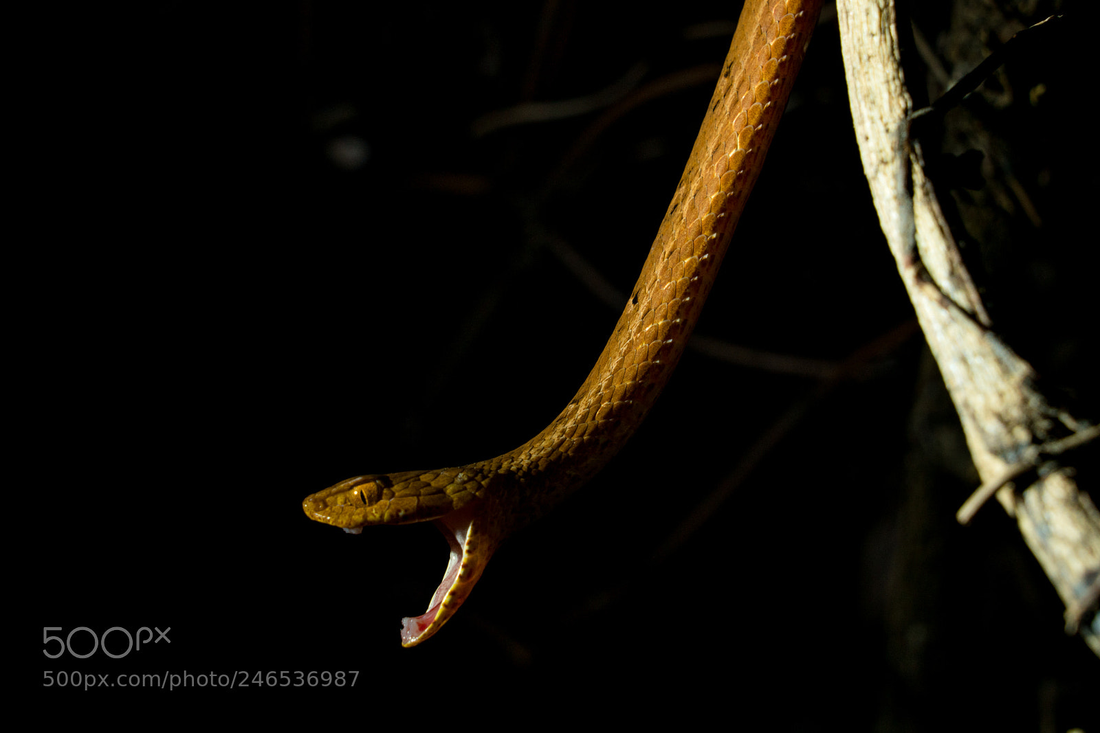 Sony a7R II sample photo. Psammodynastes pulverulentus photography