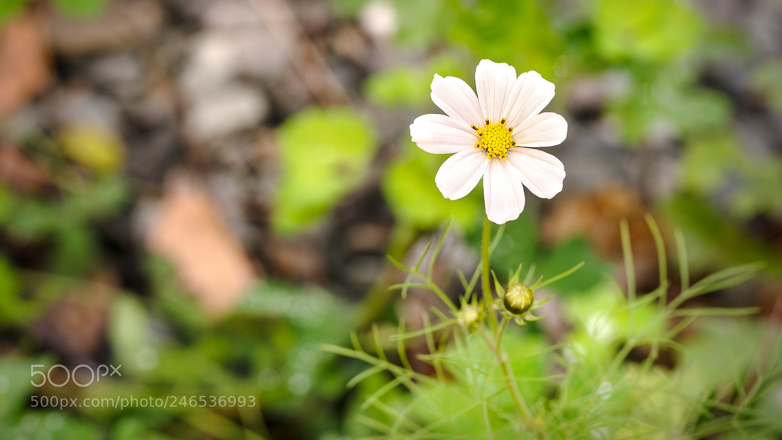 Sony a7R II sample photo. ... photography