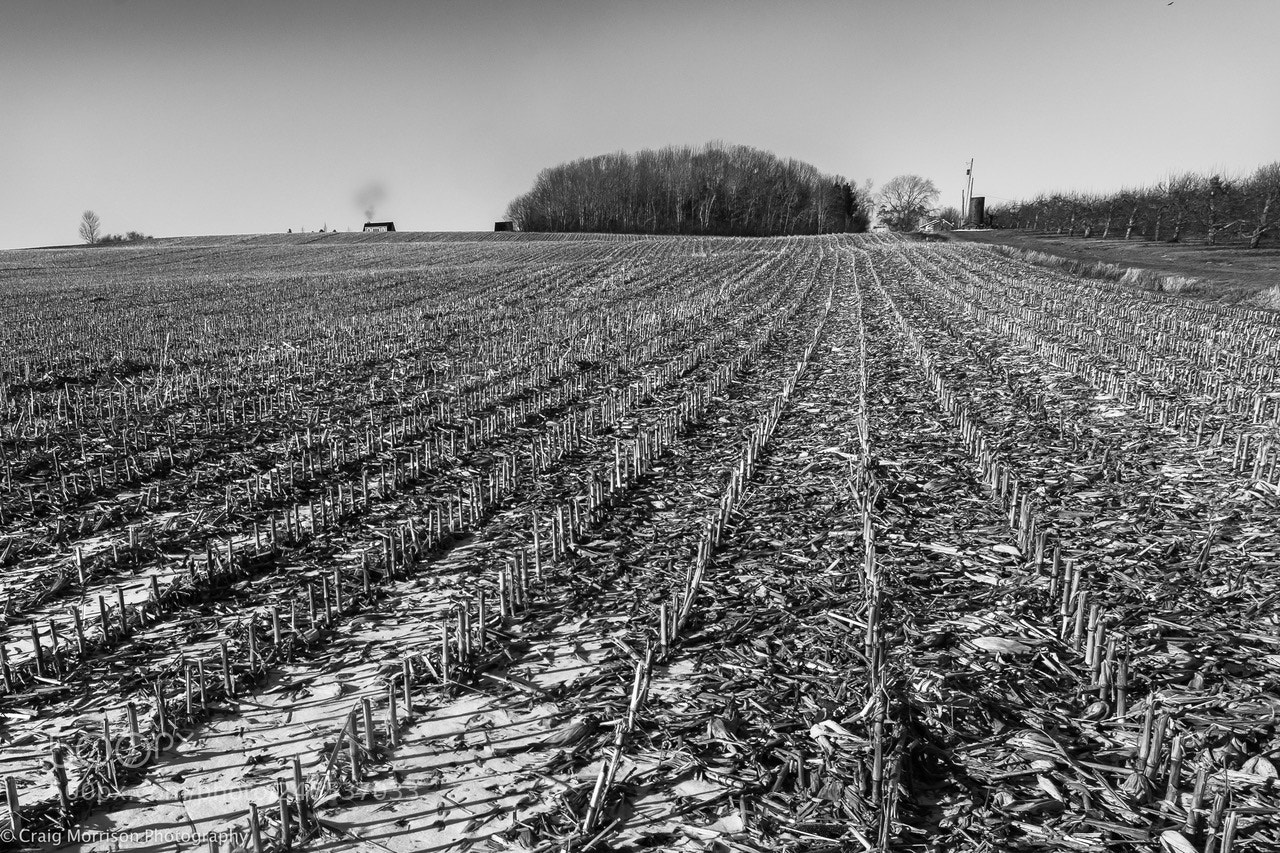 Nikon D7100 sample photo. Winter cornfield near avonport photography