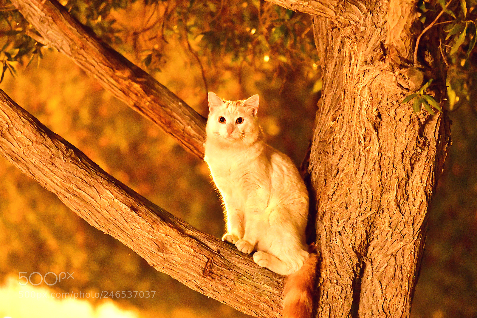 Nikon D500 sample photo. Wild cat on a photography