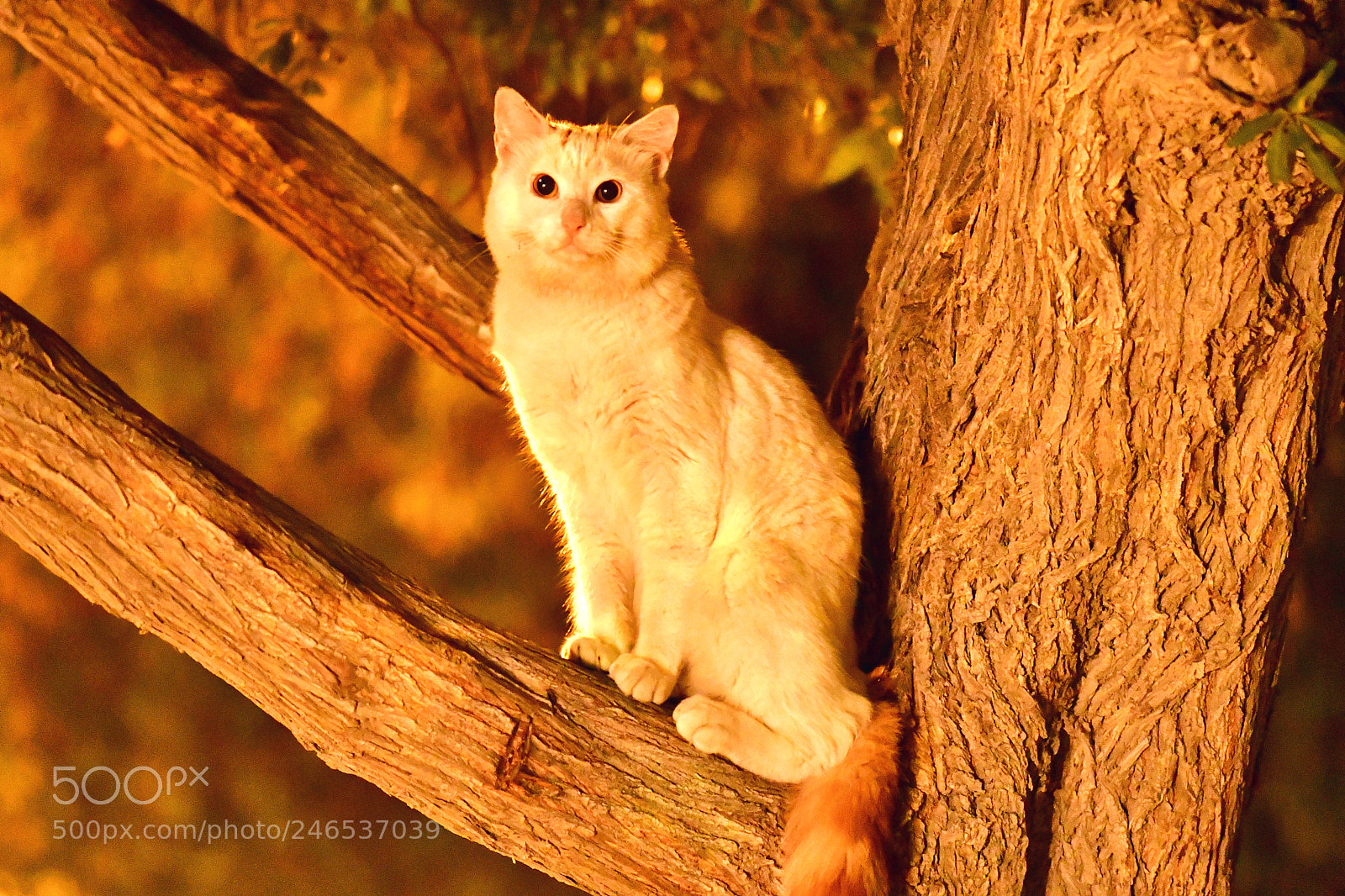 Nikon D500 sample photo. Wild cat on a photography
