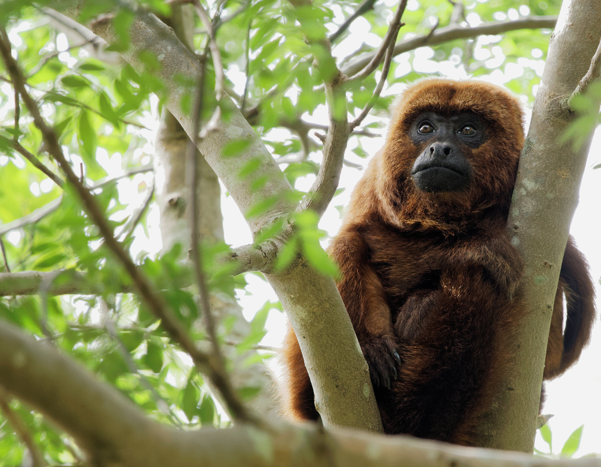 Canon EOS 80D sample photo. Howler monkey photography