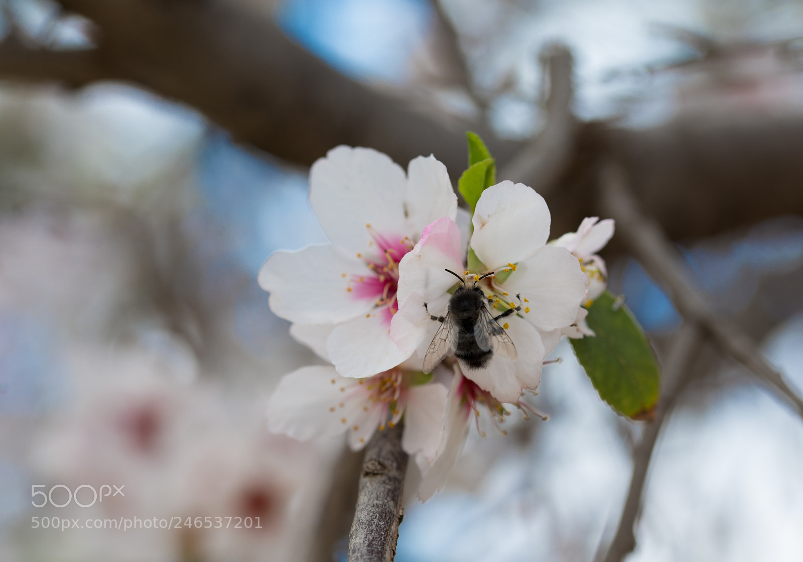 Nikon D610 sample photo. Macro photography