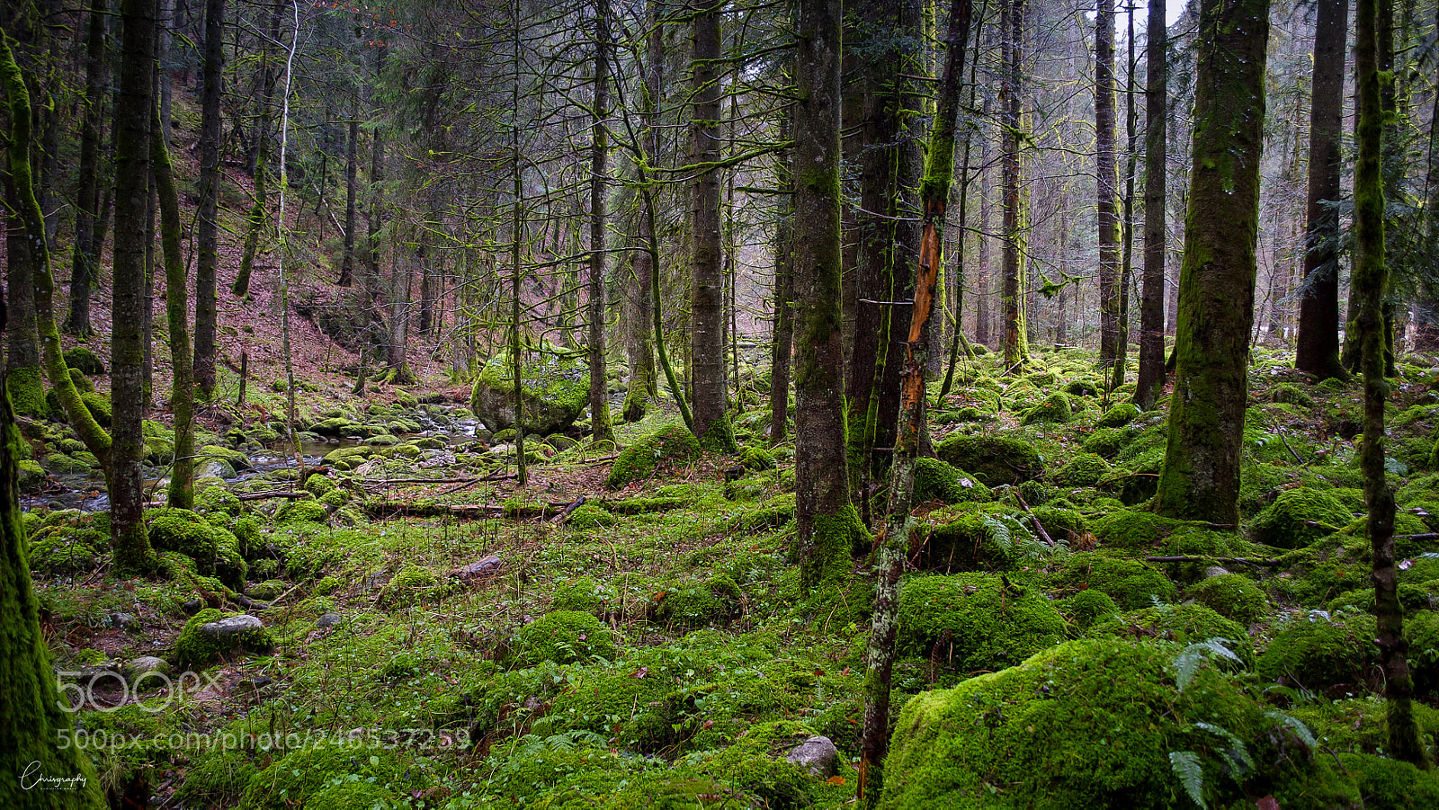 Nikon D5000 sample photo. Into the green photography