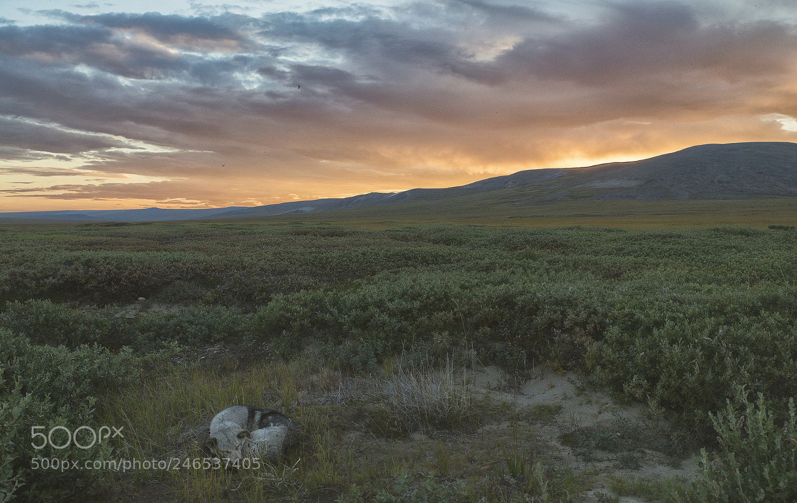 Nikon D800 sample photo. Oversleep the sunset photography