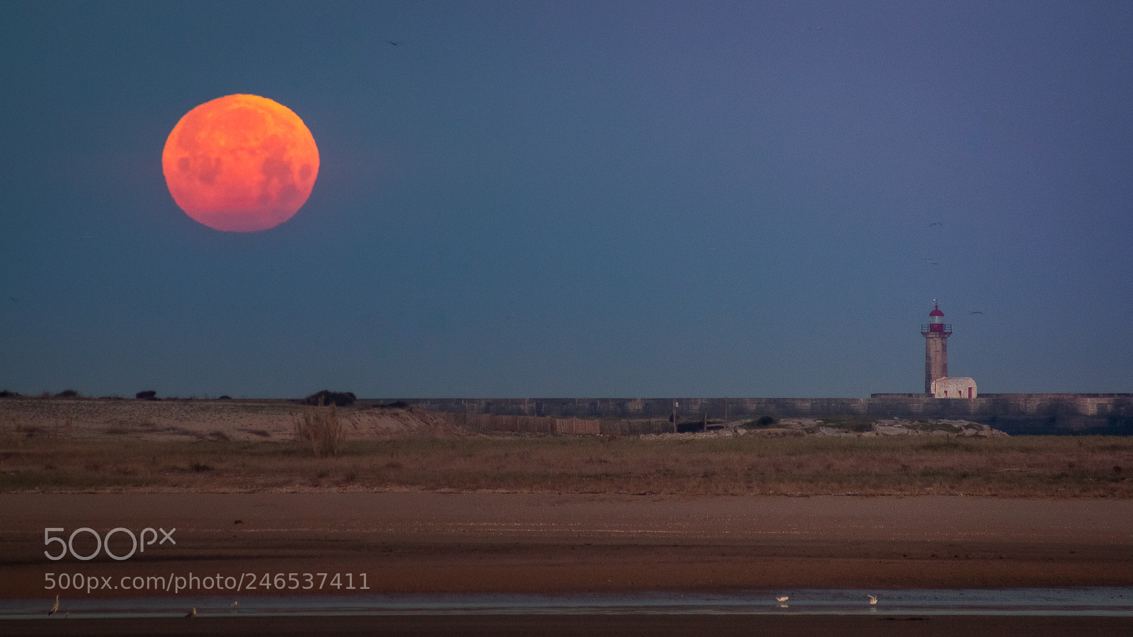Canon EOS 500D (EOS Rebel T1i / EOS Kiss X3) sample photo. Super blue blood moon photography