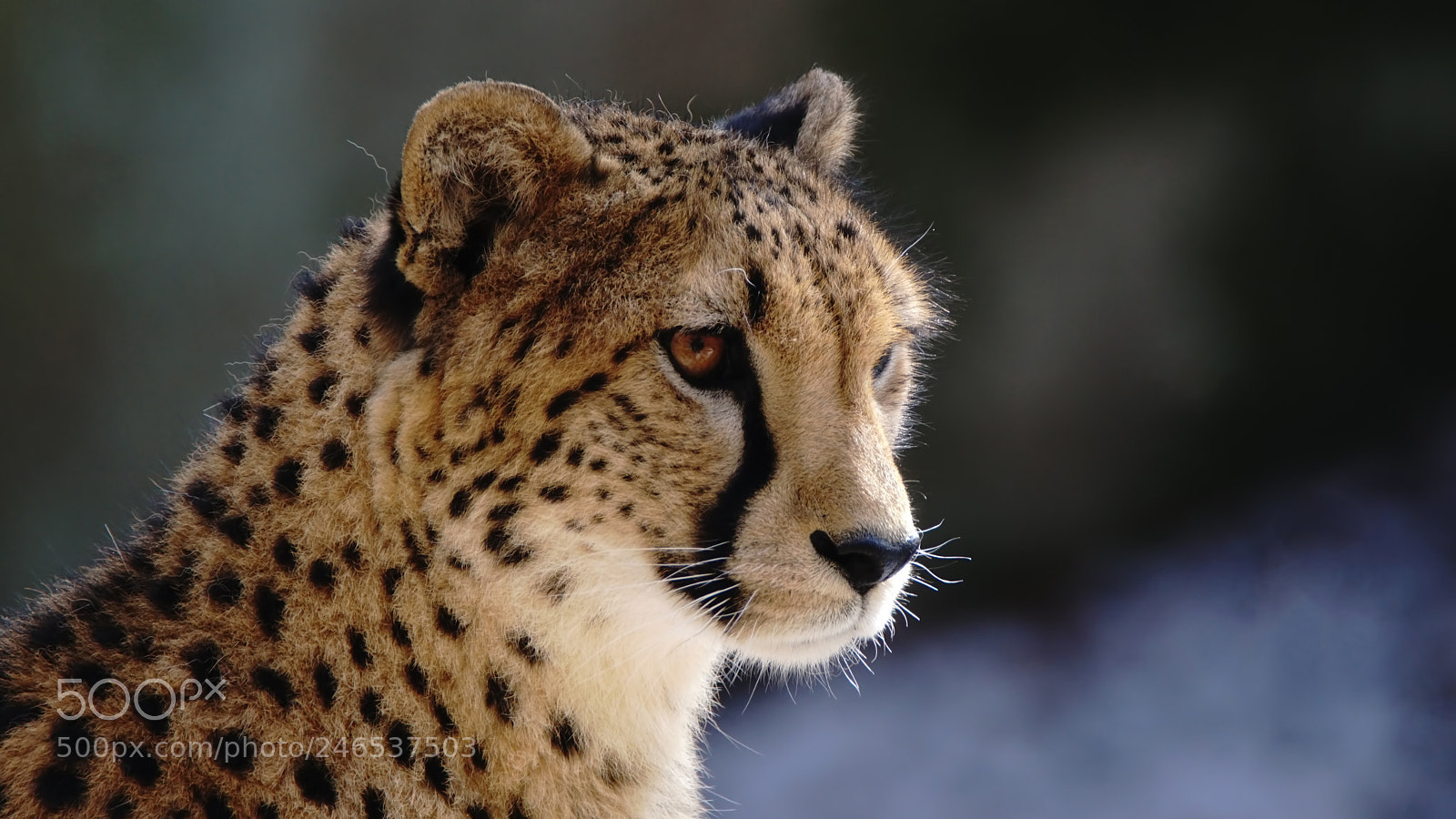 Sony ILCA-77M2 sample photo. Gepard photography