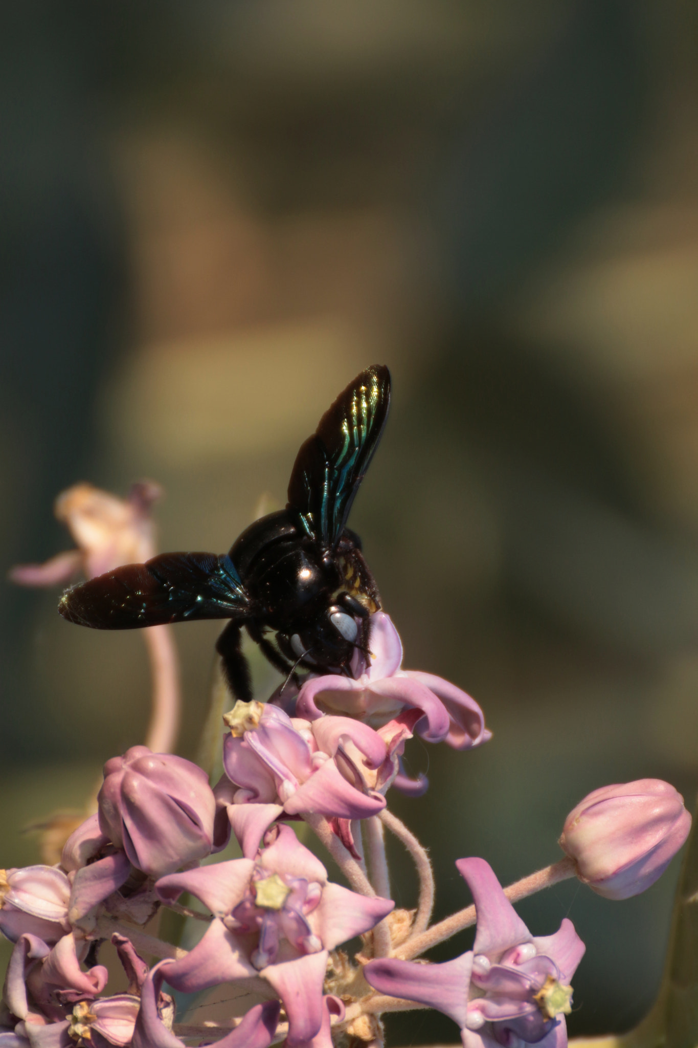 Tamron SP 35mm F1.8 Di VC USD sample photo. Bee photography