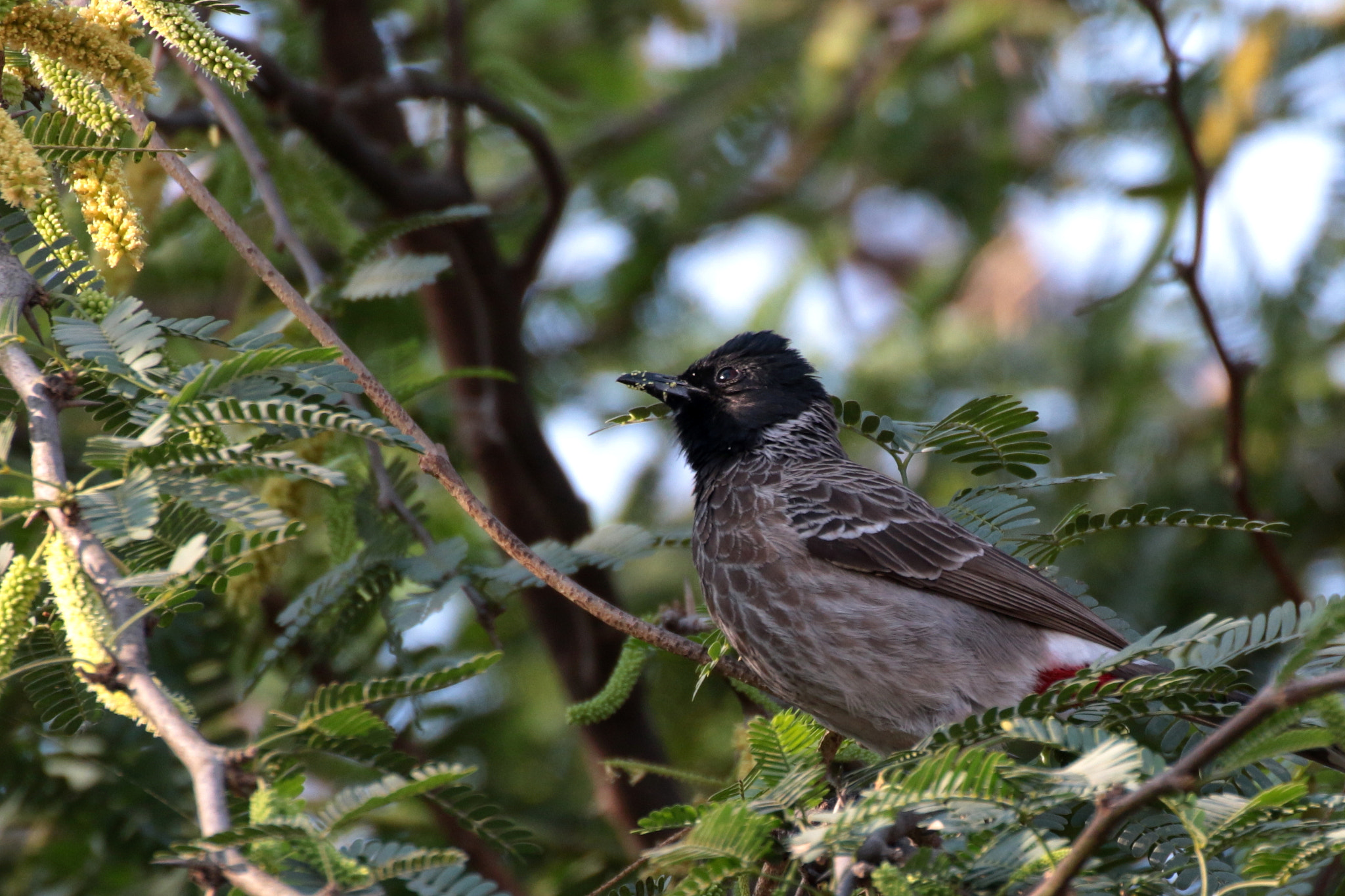 Canon EOS 70D + Tamron SP 35mm F1.8 Di VC USD sample photo. Bulbul photography