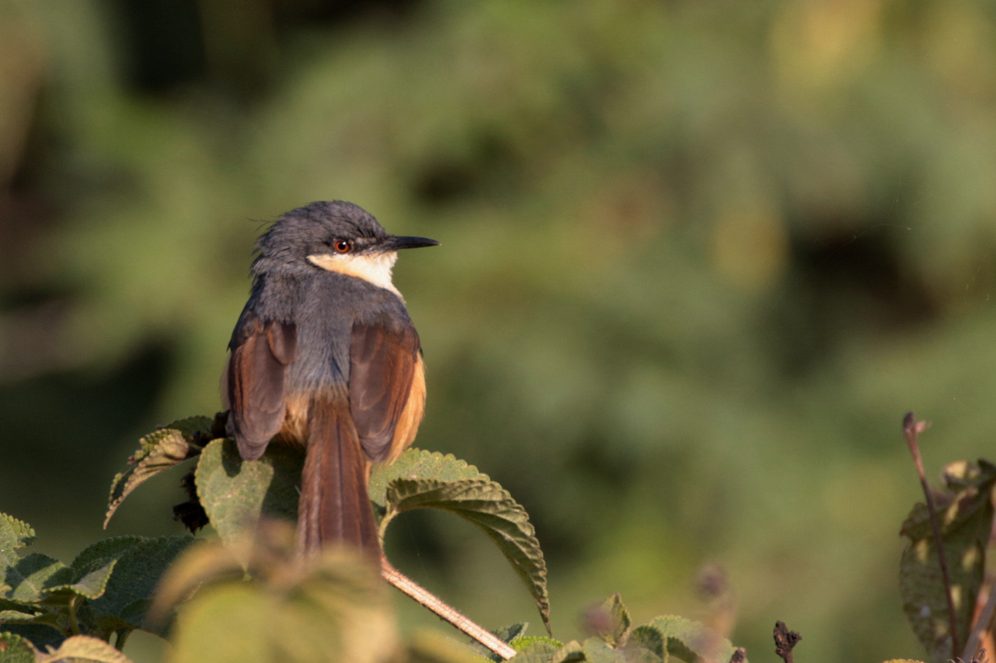 Canon EOS 70D + Tamron SP 35mm F1.8 Di VC USD sample photo. Ashy prinia photography